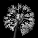 Dateiname=W_Bulgrin Herbst5~0.jpg
Dateigröße=444KB
Abmessungen: 1000x1000
hinzugefügt am: 28. April 2016 W_Bulgrin Herbst5~0.jpg