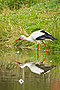 Walter-Nork_Storch_Spiegelbild.jpg