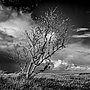 baum_windschief1_SW_Druck-20x20cm.jpg