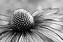 echinacea_druckversion.jpg