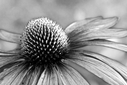 Dateiname=echinacea_druckversion~0.jpg
Dateigröße=424KB
Abmessungen: 1000x667
hinzugefügt am: 07. Juni 2012 echinacea_druckversion~0.jpg