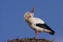 Dateiname=storch.jpg
Dateigröße=333KB
Abmessungen: 1000x667
hinzugefügt am: 26. April 2013 storch.jpg